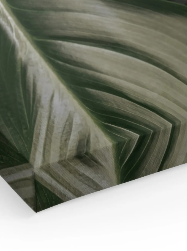 Deep Green Leaves Canvas print