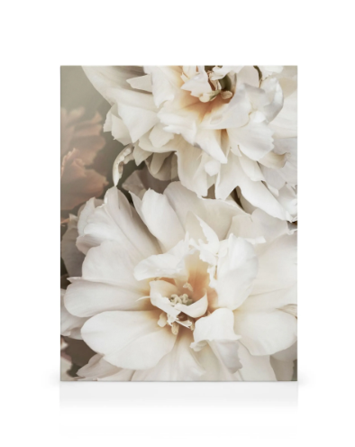 White Petals Canvas