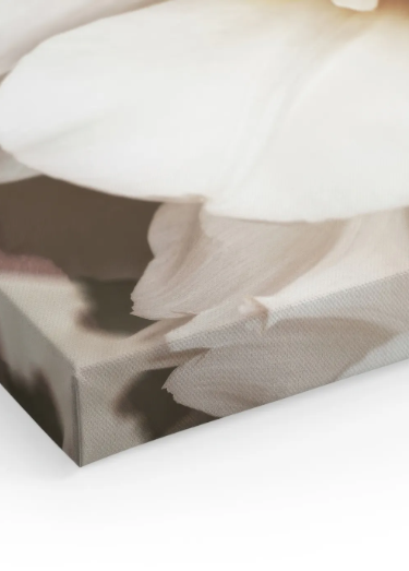 White Petals Canvas